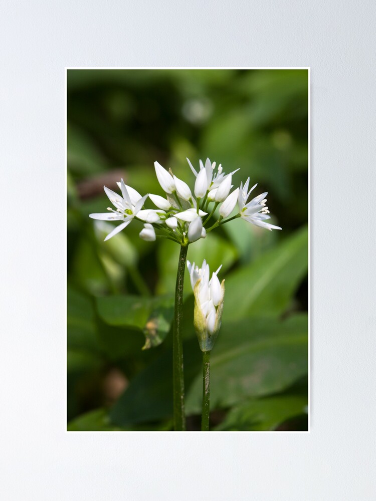 Alternate view of Ramson (Alium Ursinum) Poster