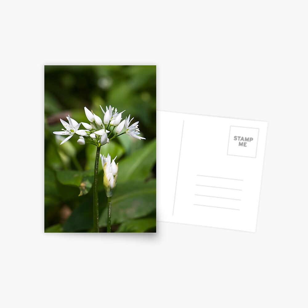 Ramson (Alium Ursinum) Postcard
