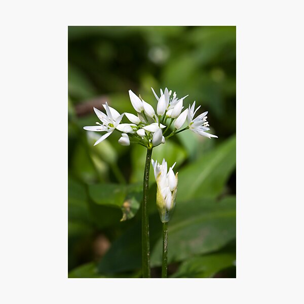 Ramson (Alium Ursinum) Photographic Print