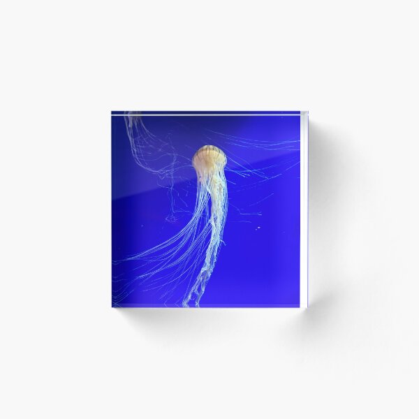 Item preview, A lonely Jellyfish in the deep blue designed and sold by RnIDesignd.