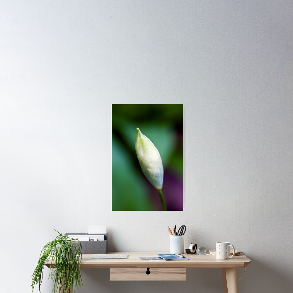Ramson Bud (Allium ursinum) Poster