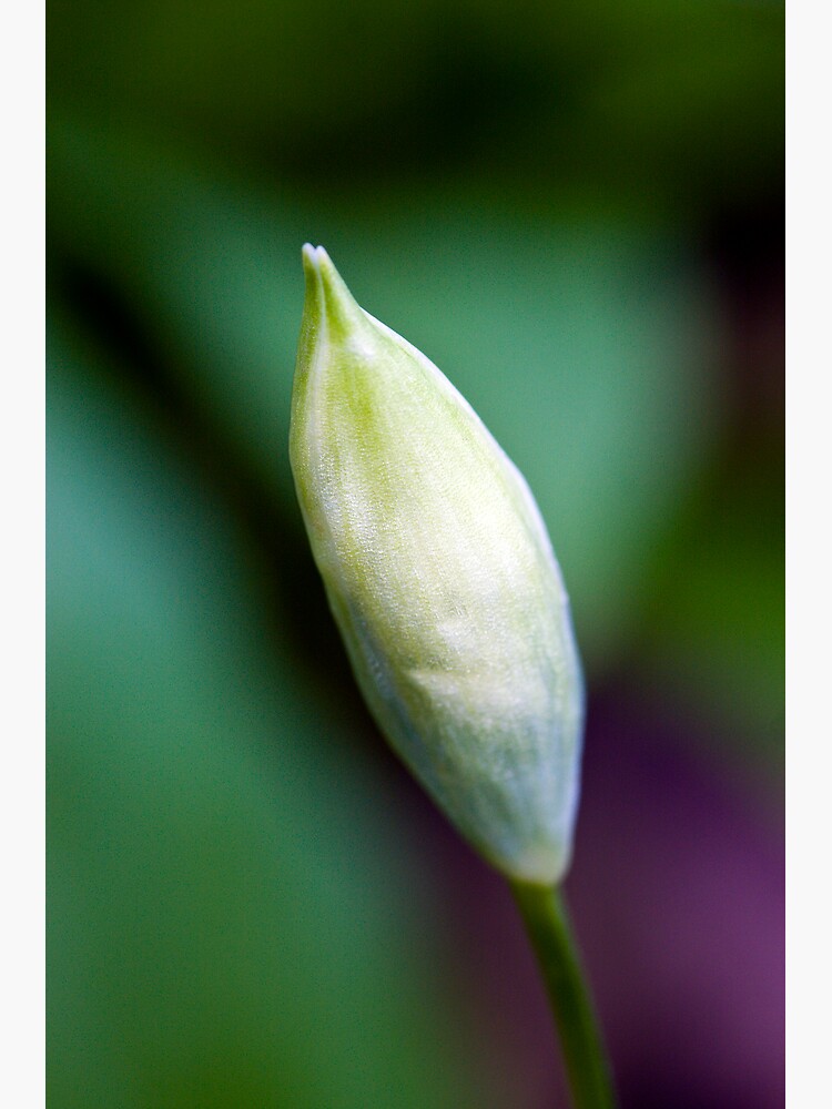 Ramson Bud (Allium ursinum) by SteveChilton