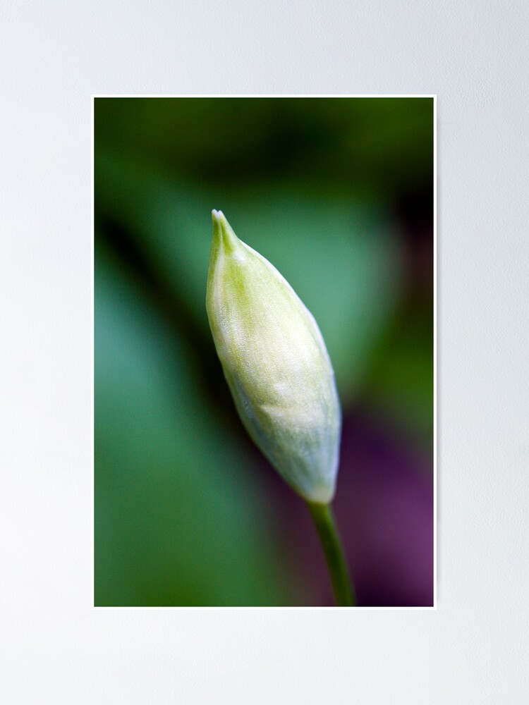 Alternate view of Ramson Bud (Allium ursinum) Poster