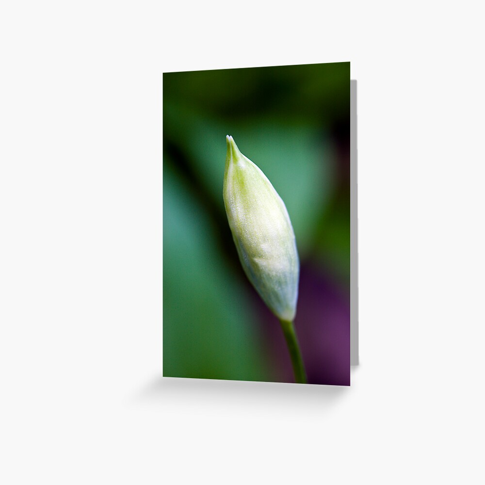 Ramson Bud (Allium ursinum) Greeting Card