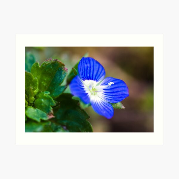 Common Field-speedwell (Veronica persica) Art Print