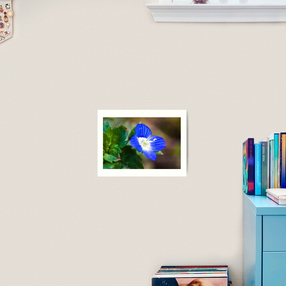 Common Field-speedwell (Veronica persica) Art Print