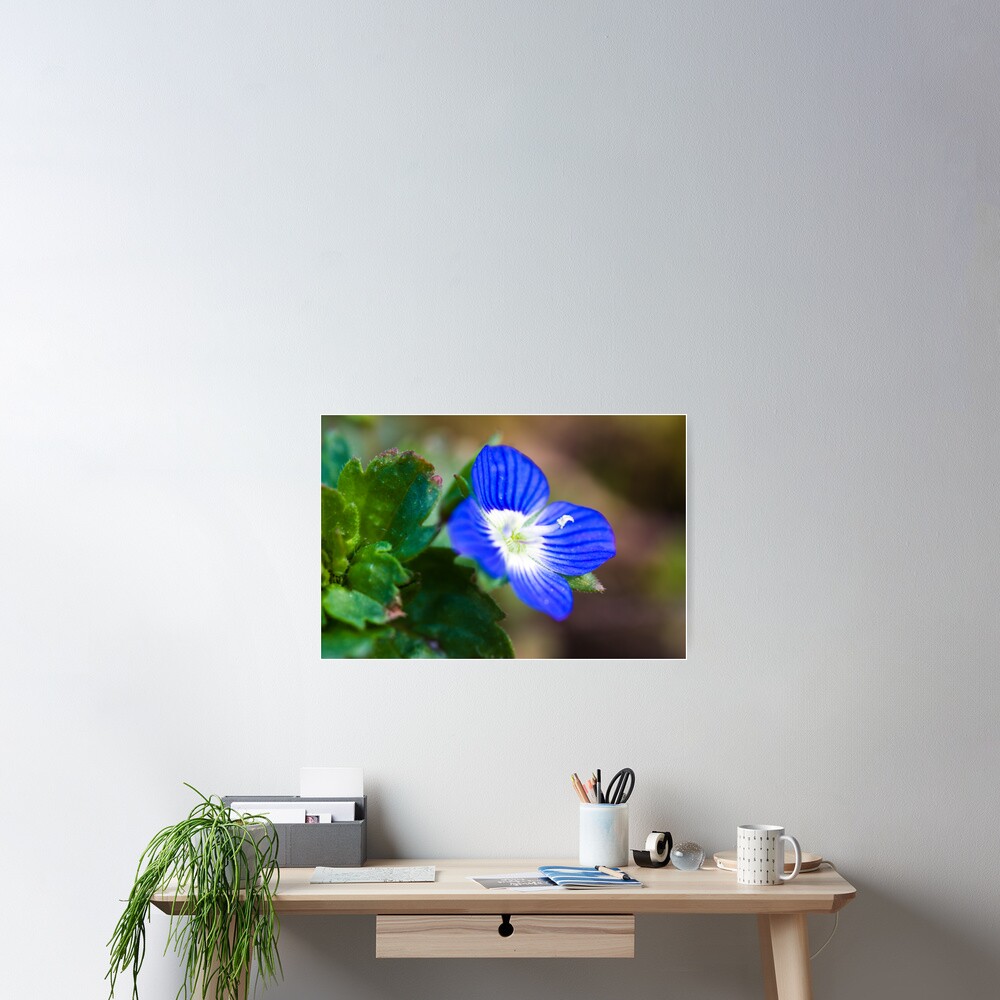 Common Field-speedwell (Veronica persica) Poster