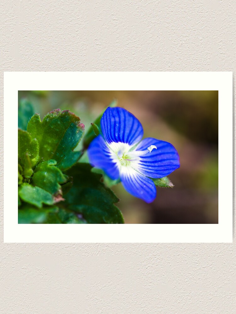 Alternate view of Common Field-speedwell (Veronica persica) Art Print