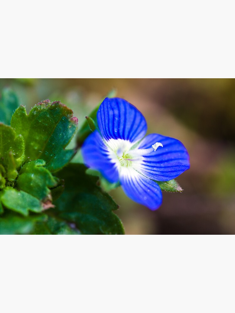 Common Field-speedwell (Veronica persica) by SteveChilton