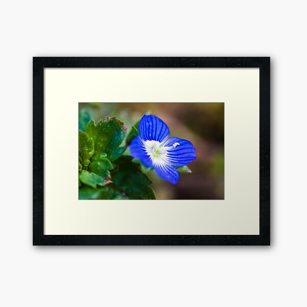 Common Field-speedwell (Veronica persica) Framed Art Print
