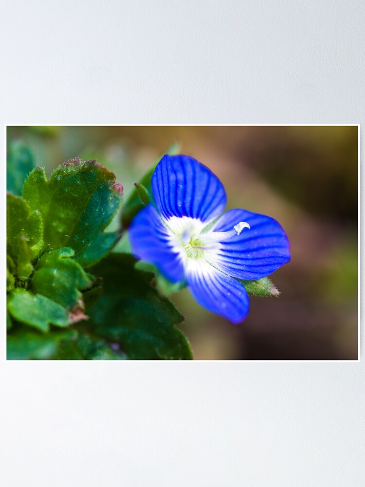 Alternate view of Common Field-speedwell (Veronica persica) Poster