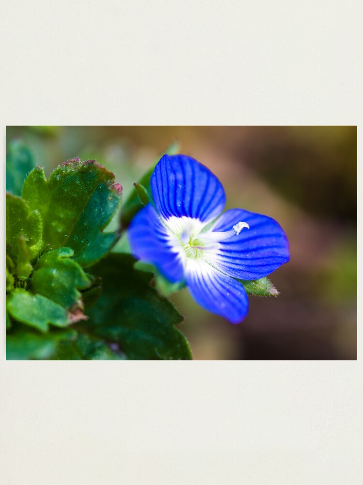 Alternate view of Common Field-speedwell (Veronica persica) Photographic Print