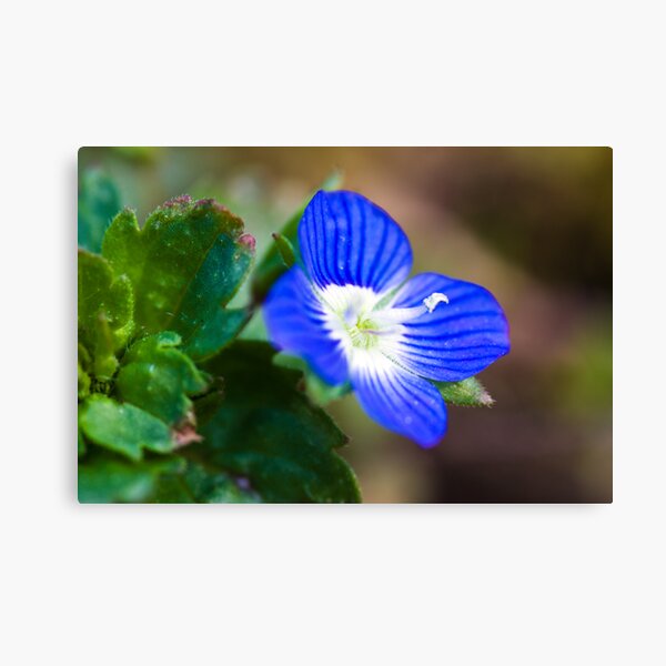 Common Field-speedwell (Veronica persica) Canvas Print