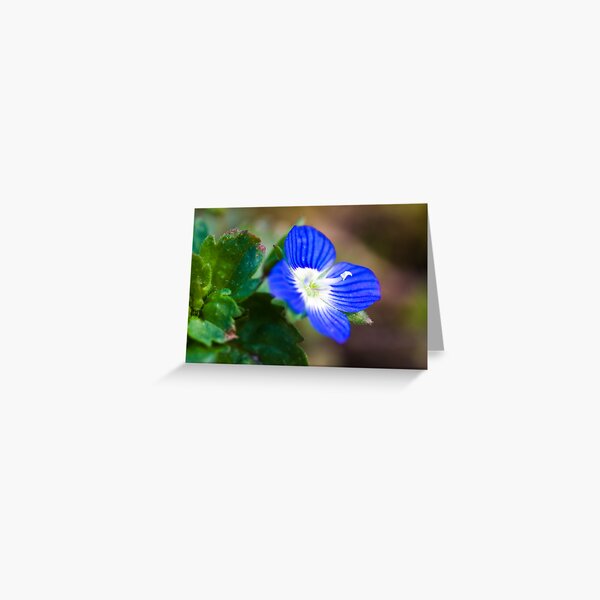 Common Field-speedwell (Veronica persica) Greeting Card