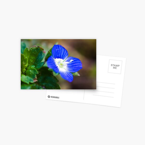 Common Field-speedwell (Veronica persica) Postcard