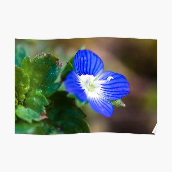 Common Field-speedwell (Veronica persica) Poster