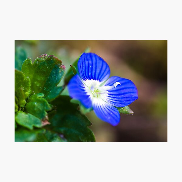 Common Field-speedwell (Veronica persica) Photographic Print