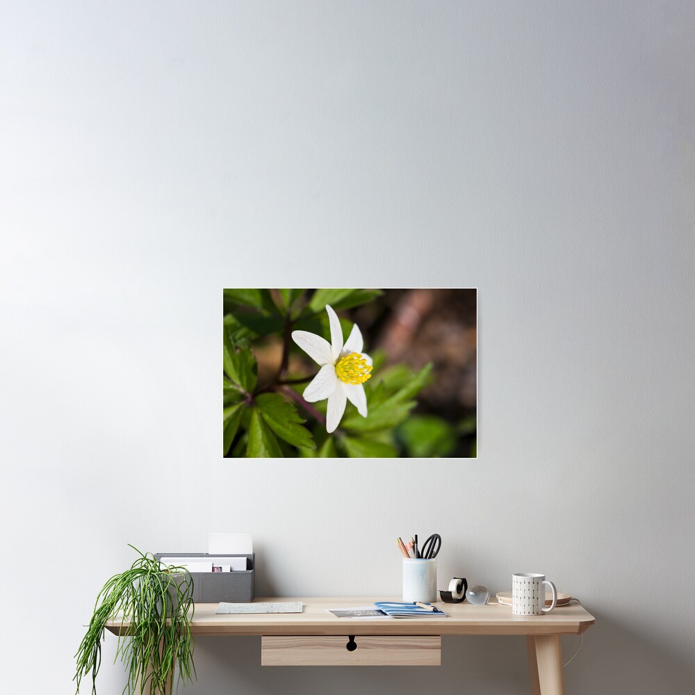 Wood Anemone (Anemone Nemorosa) Poster