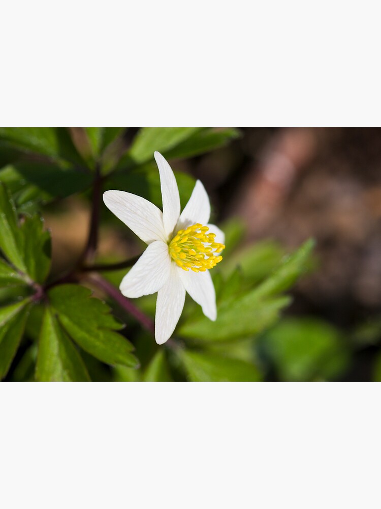 Wood Anemone (Anemone Nemorosa) by SteveChilton