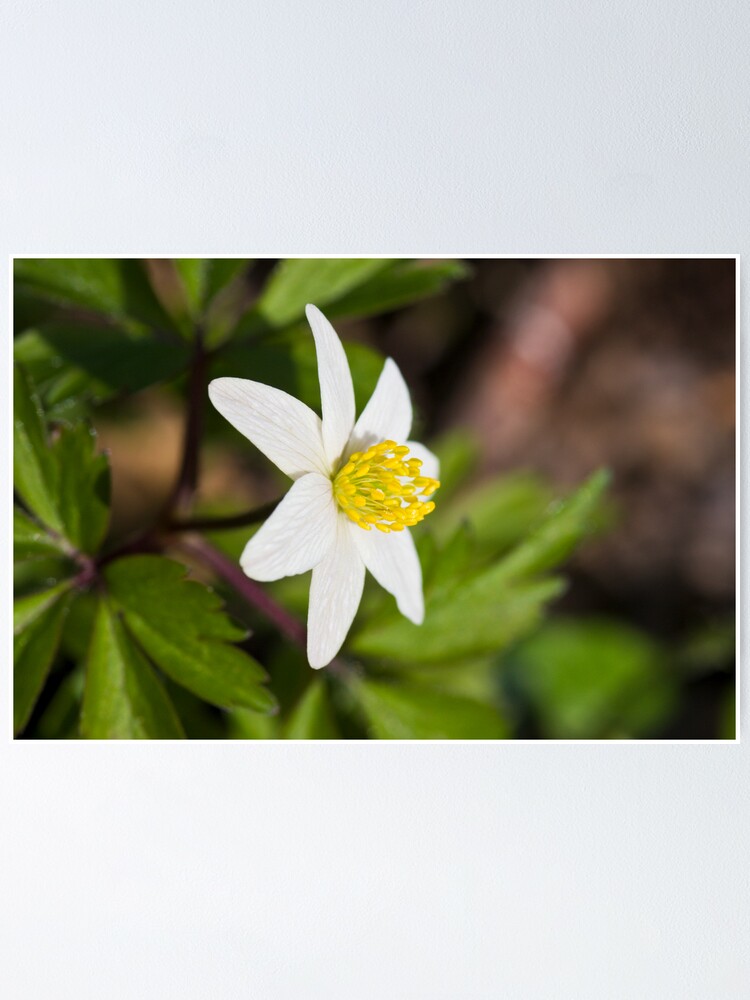 Alternate view of Wood Anemone (Anemone Nemorosa) Poster