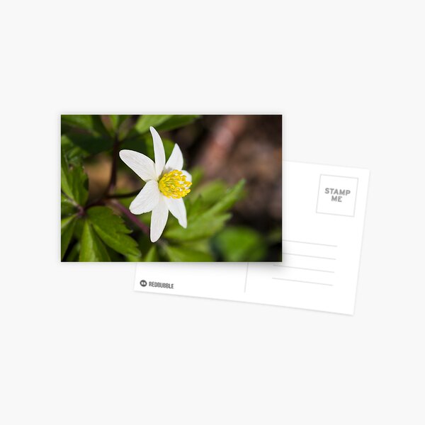 Wood Anemone (Anemone Nemorosa) Postcard