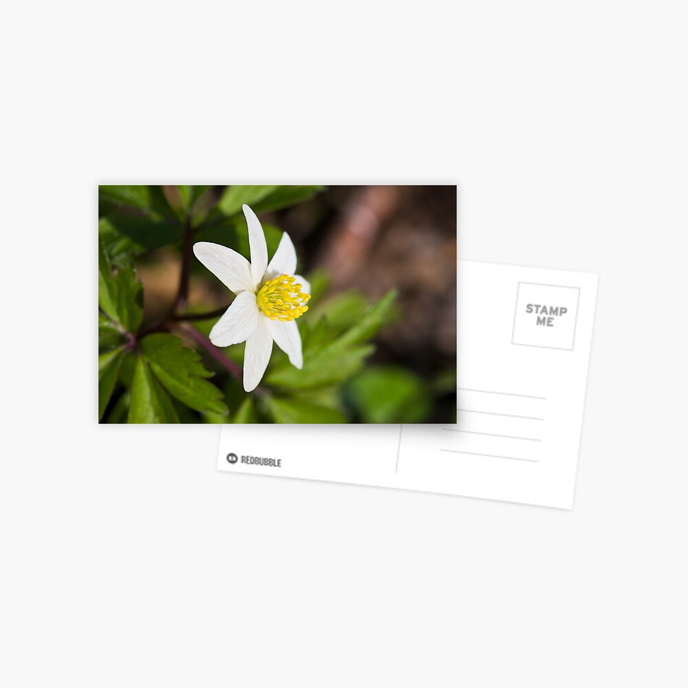 Wood Anemone (Anemone Nemorosa) Postcard
