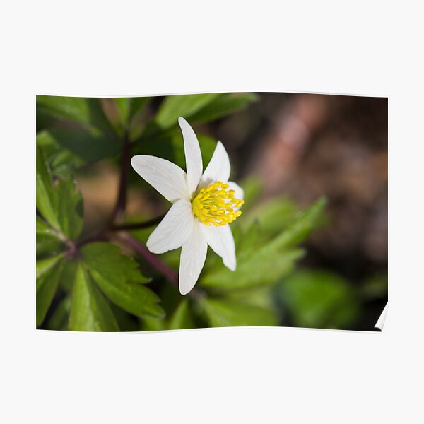 Wood Anemone (Anemone Nemorosa) Poster