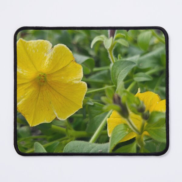 Item preview, Closeup of Yellow Petunia designed and sold by Quincy-Hedgehog.