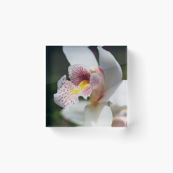 Item preview, White And Smiling Orchid designed and sold by Joy Watson - Natural Light Photography .