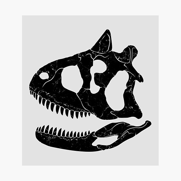 Artikel-Vorschau von Carnotaurus Schädel Fossil, designt und verkauft von NicGrayGraphic.