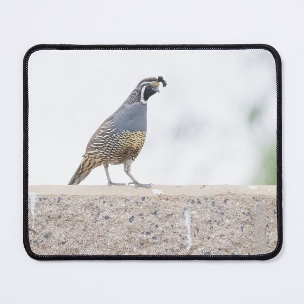 Item preview, California Quail designed and sold by LaurenTucker.