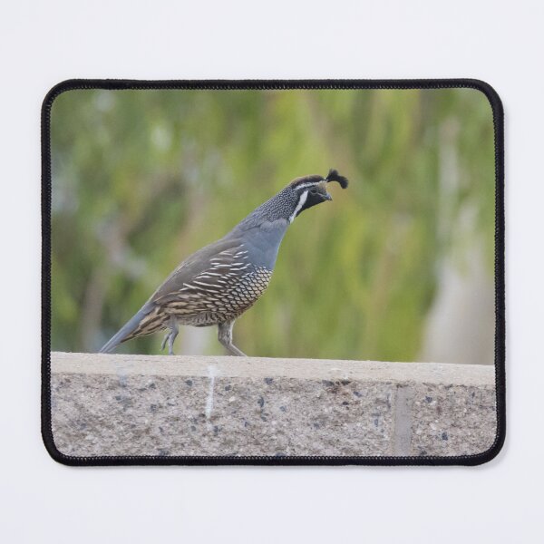 Item preview, California Quail designed and sold by LaurenTucker.