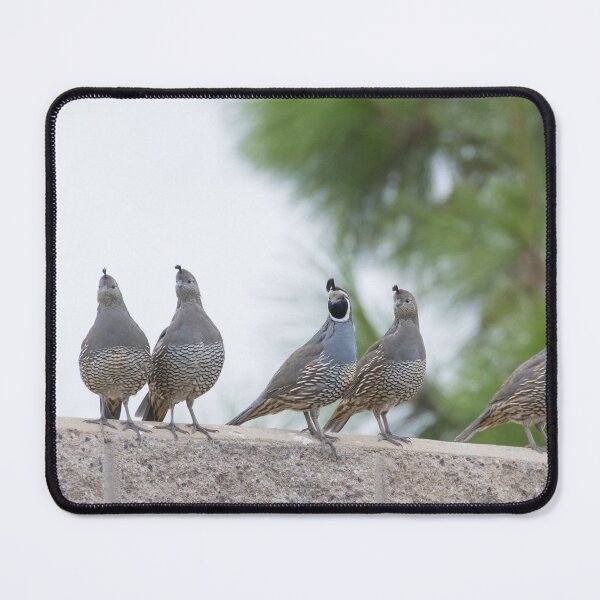 Item preview, California Quail designed and sold by LaurenTucker.