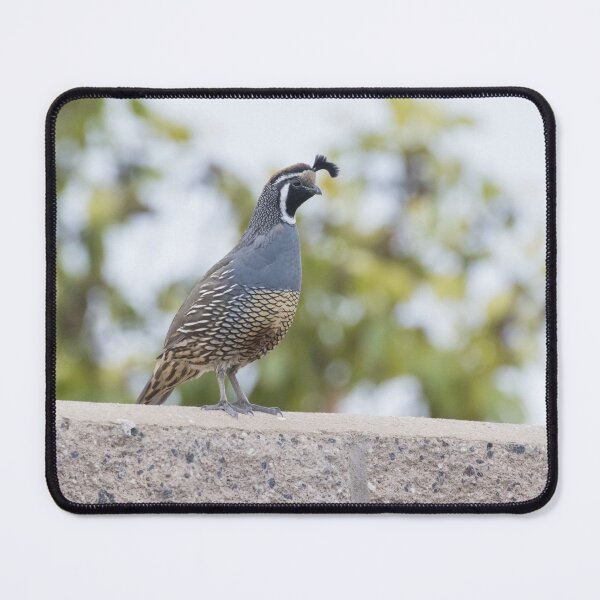 Item preview, California Quail designed and sold by LaurenTucker.