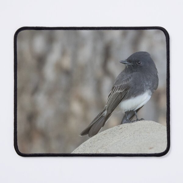 Item preview, Black Phoebe designed and sold by LaurenTucker.