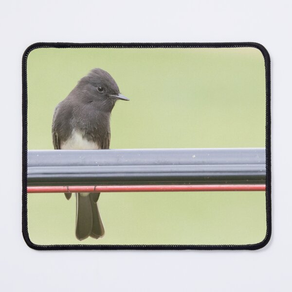 Item preview, Black Phoebe designed and sold by LaurenTucker.