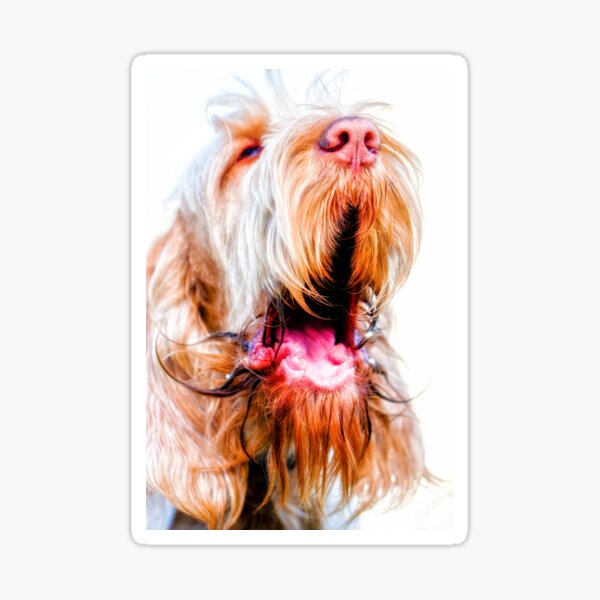 Orange and White Italian Spinone Dog Talking Sticker