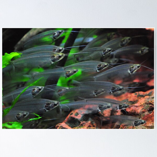 Item preview, skeleton fish designed and sold by Bianca Jayde.