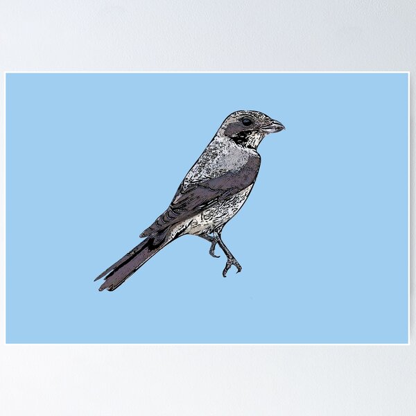 Item preview, Lesser Gray Shrike Black Alternate Design  designed and sold by designsasstultd.