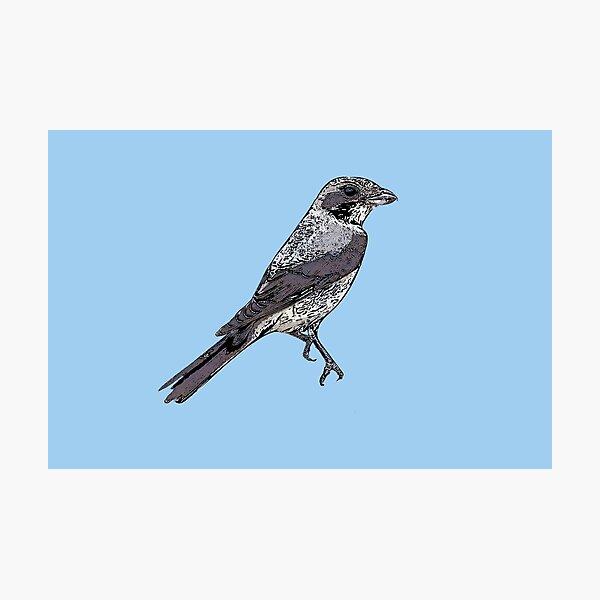 Item preview, Lesser Gray Shrike Black Alternate Design  designed and sold by designsasstultd.