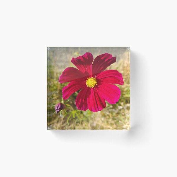 Item preview, Cosmos Bipinnatus - Bloom Like a Flower  designed and sold by GusiaTreasures.