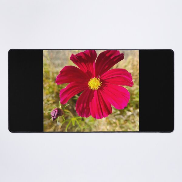Item preview, Cosmos Bipinnatus - Bloom Like a Flower  designed and sold by GusiaTreasures.