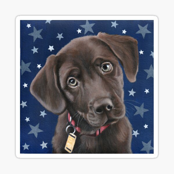 Chocolate Labrador with Stars Sticker