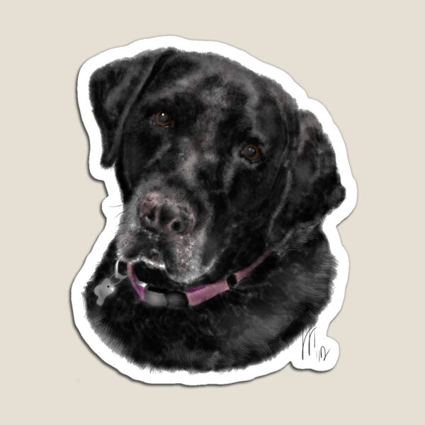 Sweet Old Black Labrador Retriever Magnet