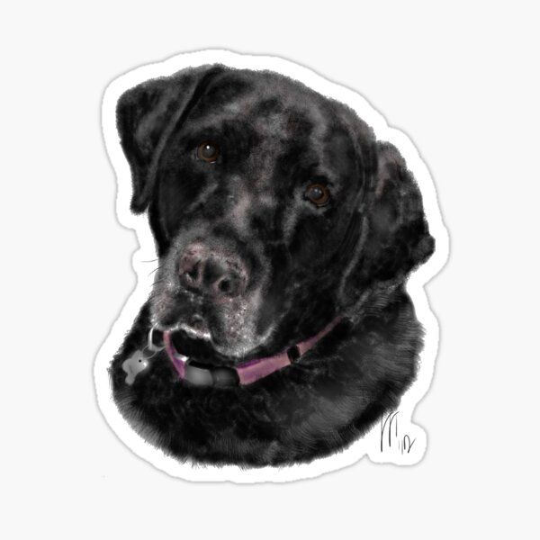 Sweet Old Black Labrador Retriever Sticker