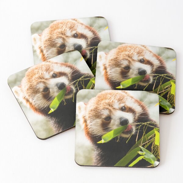 Item preview, Red Panda enjoying lunch designed and sold by LMH-Photography.