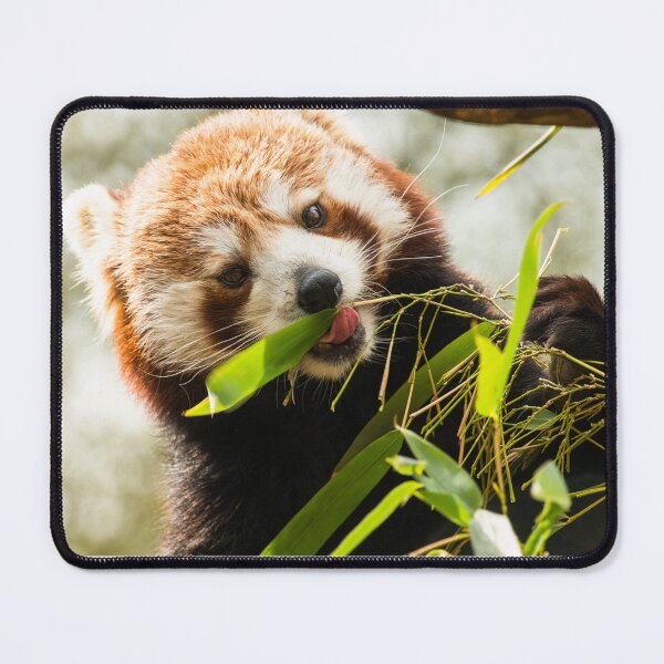 Item preview, Red Panda enjoying lunch designed and sold by LMH-Photography.