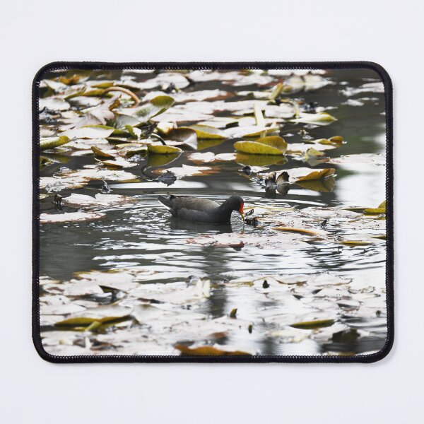 Item preview, Water Bird on the lake at Mt Lofty Botanical Gardens designed and sold by imaginethis.