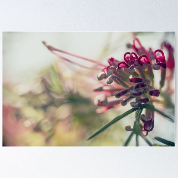 Item preview, Grevillea Colours Merge designed and sold by imaginethis.