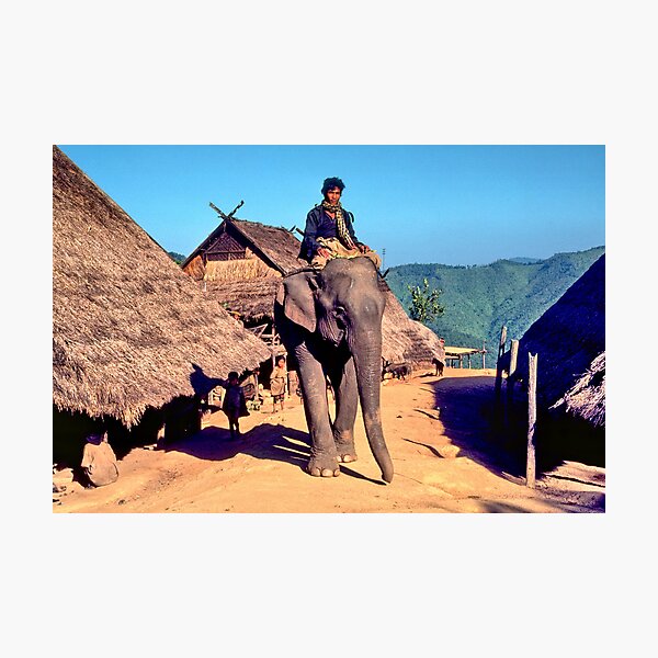 Village elephant Photographic Print